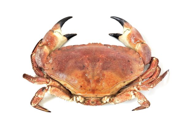 Cornish Crab (Whole)